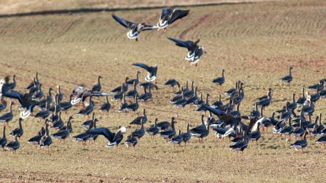 a large flock of white-fronted geese albifrons on winter wheat field during spring migration