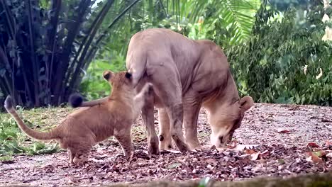 Lion-Cub-Playing-And-Biting-Legs-And-Back-Of-Adult-Lioness-Walking-In-Wilderness-At-Daytime