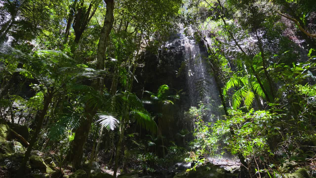 parque nacional springbrook, circuito de caída doble en medio del bosque