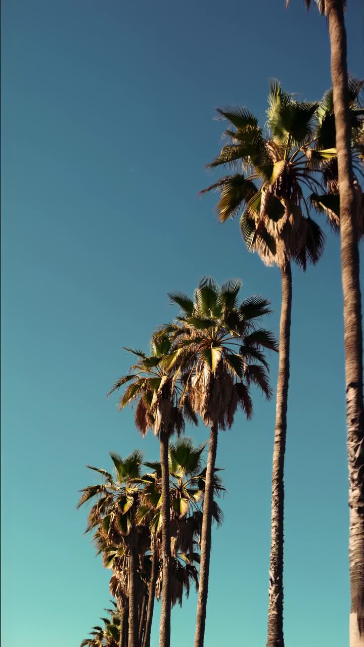 A low-angle video shot of tall palm trees against a clear blue sky, capturing a serene, tropical