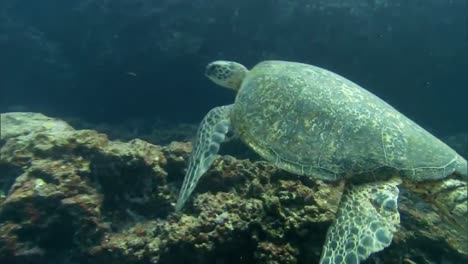 una tortuga marina verde nada bajo el agua