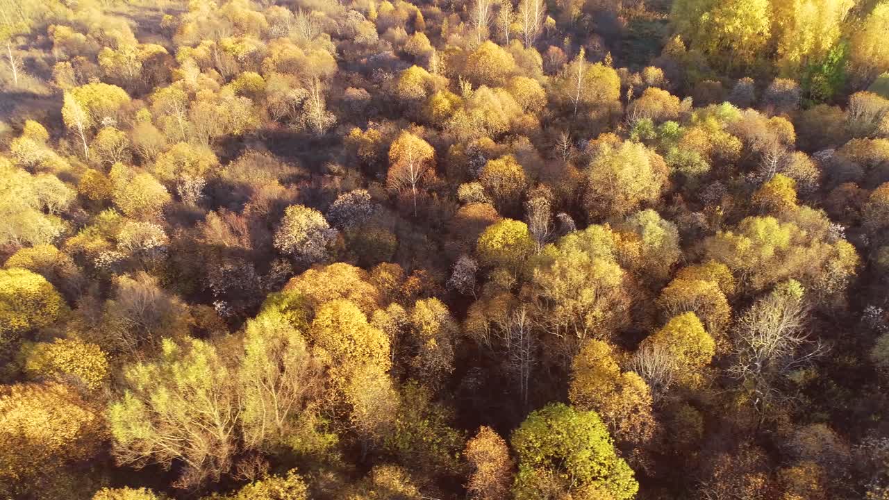 madera de bosque de otoño colorida