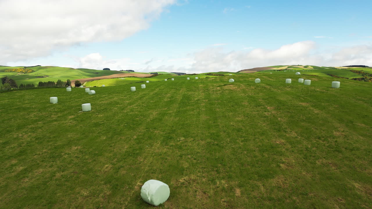 뉴질랜드의 건초 더미가 있는 푸른 들판