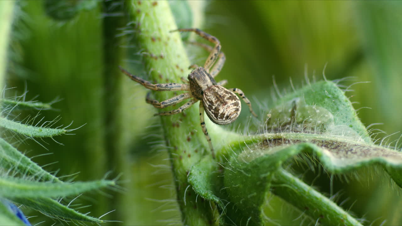 Common crab spider (Xysticus cristatus) on stem of plant