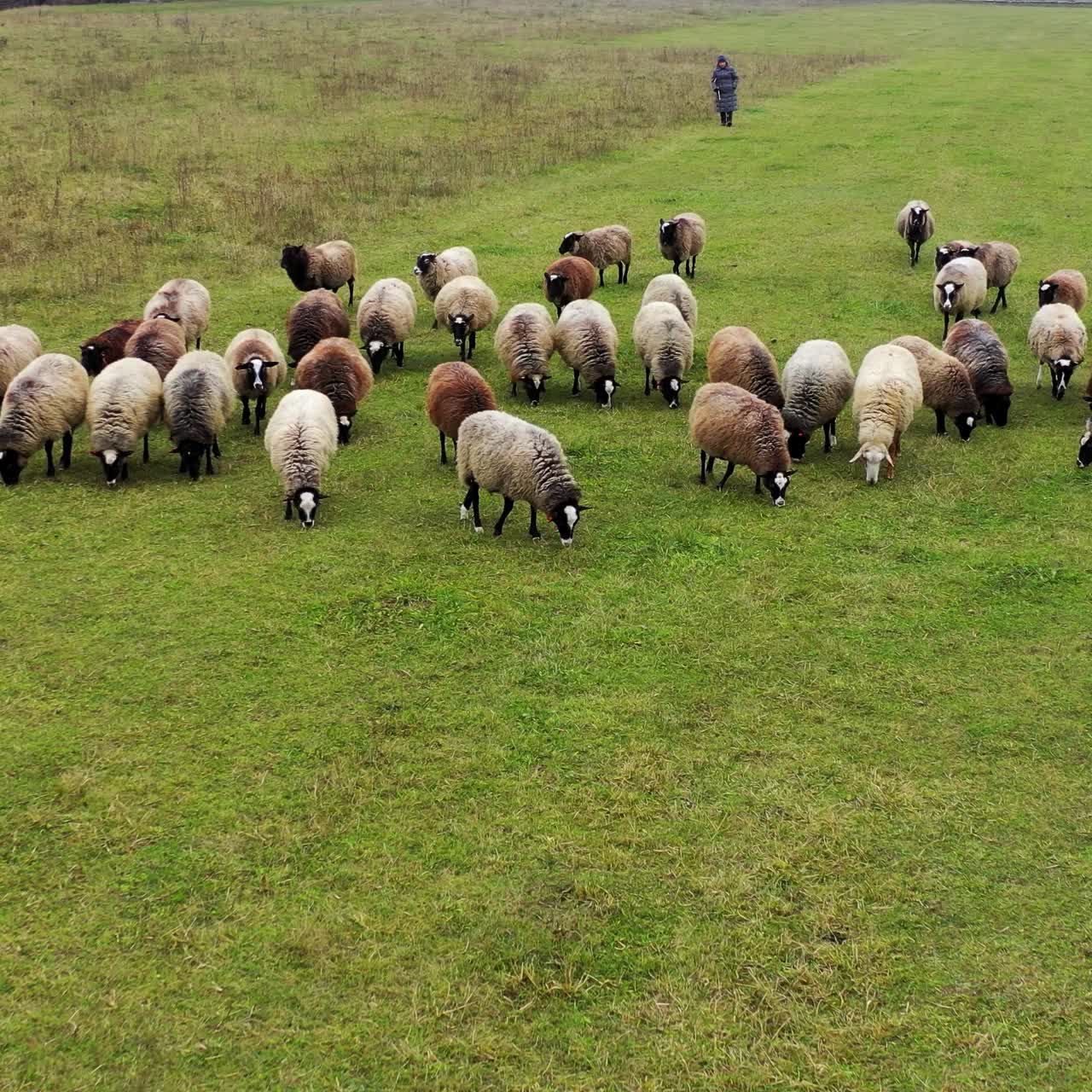 Gregge di pecore al pascolo. Belle pecore marroni e bianche che pascolano nel campo. Bestiame al pascolo.