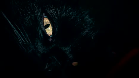 tight shot of a black cat's face