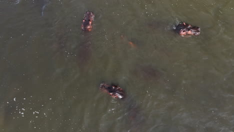 Hippopotamus-bathing-in-shallow-waters,-Uganda