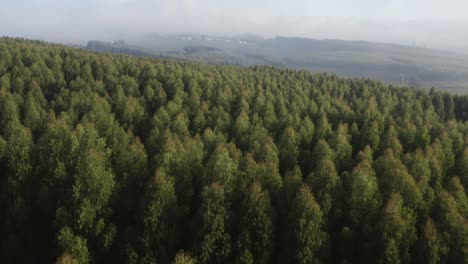 bosque de pinos 02