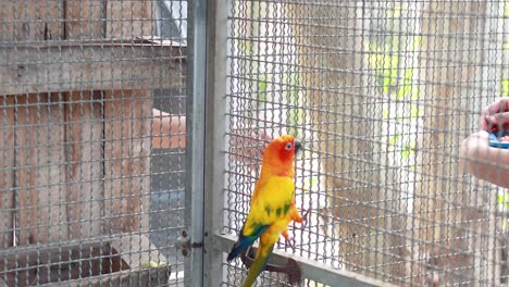 sun conure interactuando con los visitantes en el mercado
