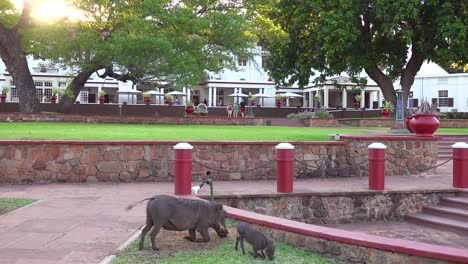 jabalíes comen la hierba en los terrenos del elegante hotel victoria falls en zimbawbwe 1