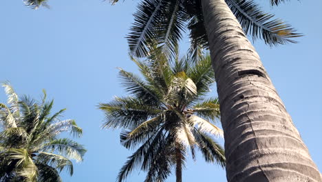 tropical-coconut-trees-stable-moving-shot-moving-towards-sky-with-beautiful-lens-flare-at-the-end-of-clip