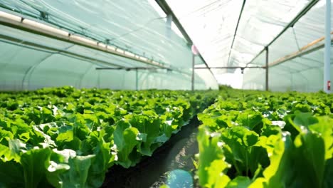 lettuce growing in a greenhouse