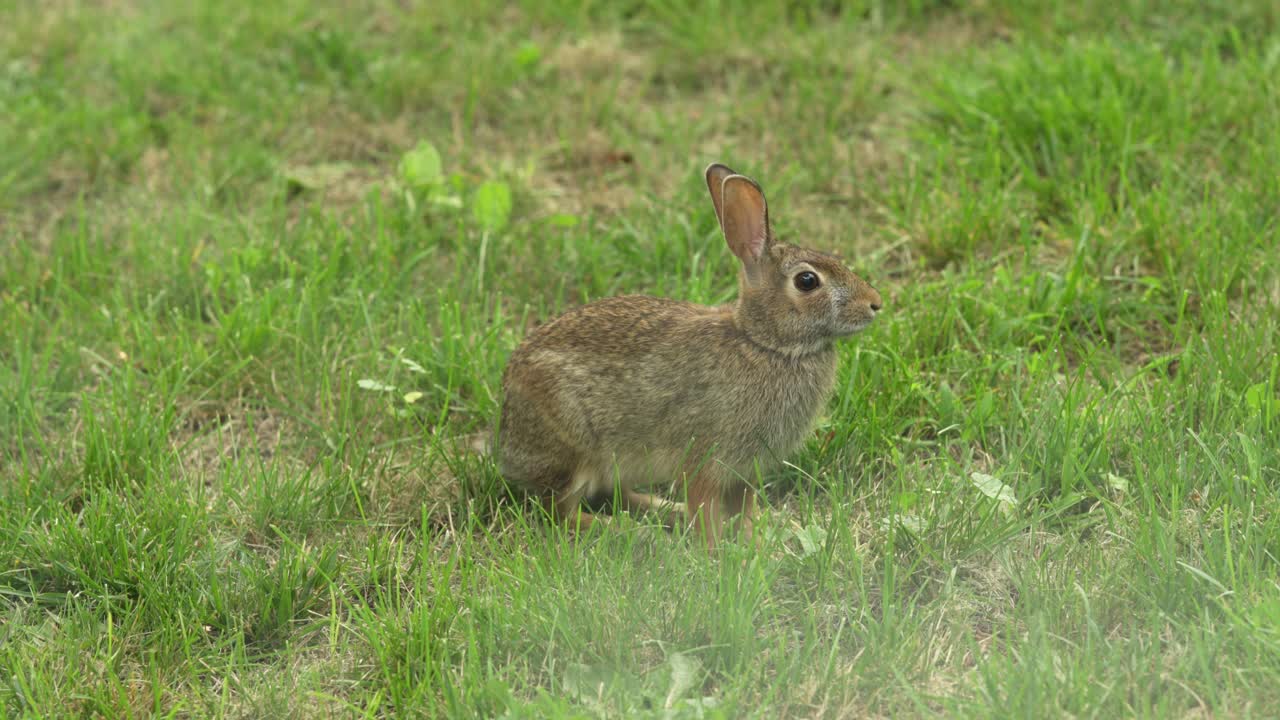 primer plano de un conejo de rabo blanco salvaje del este, especies animales de américa del norte y canadá