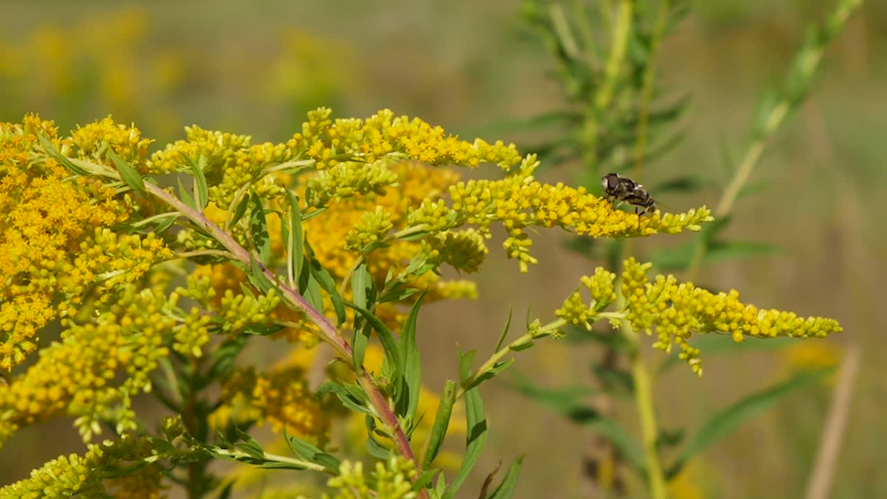 Bee landing on yellow flower head and foraging pollen