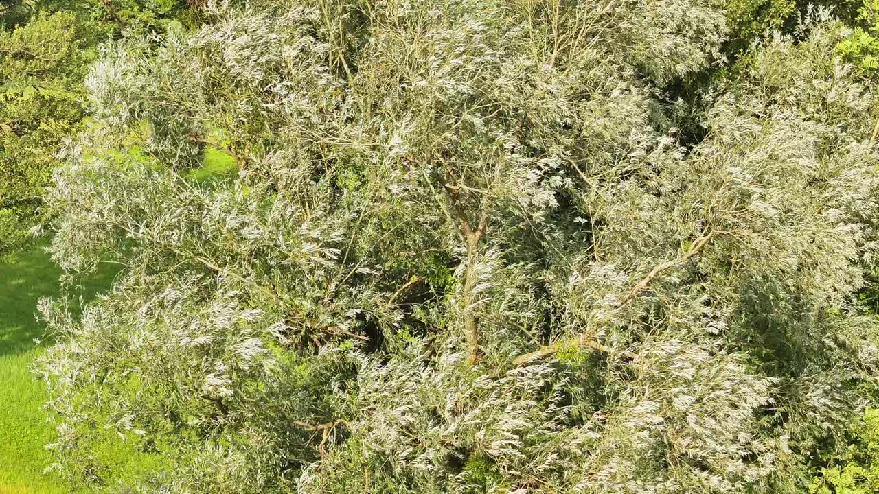 스위스 글라루스 주 비센 의 울창 한 초원 에 있는 울창 한 잎자루 가 많은 나무 의 가까운 공중 사진