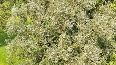 Close-up-aerial-view-of-a-tree-with-dense-foliage-in-a-lush-meadow-in-Weesen,-Glarus,-Switzerland