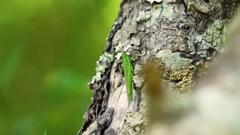 Glasflügelige-Zahnstocherheuschrecke-Auf-Baumrinde,-Sonniger-Wald-In-Zentralflorida-4k-Stenacris-Vitreipennis,-Grün-Mit-Weißem-Streifen-4k