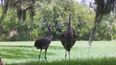 two sandhill cranes forage peacefully under sprawling oak trees draped in spanish moss