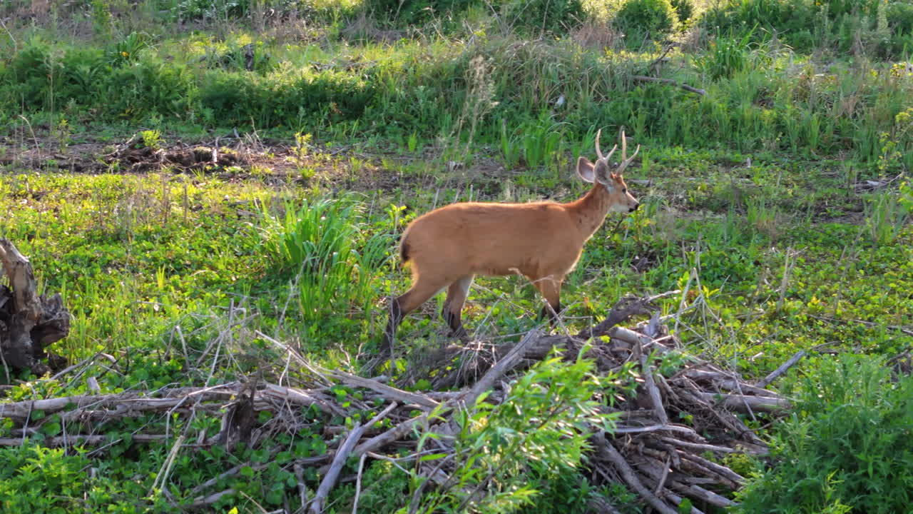 Wild marsh deer walking through flooded wetland in Argentina, blastocerus dichotomus