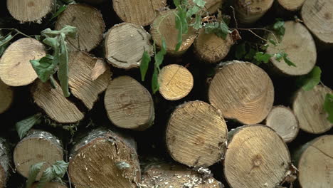 deforested wood logs for furniture lifestyle industry