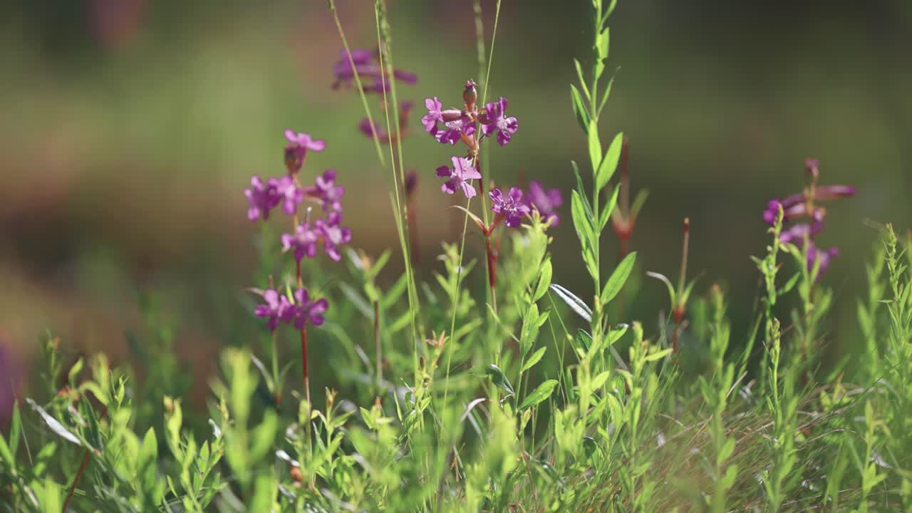 flores de color púrpura en la hierba