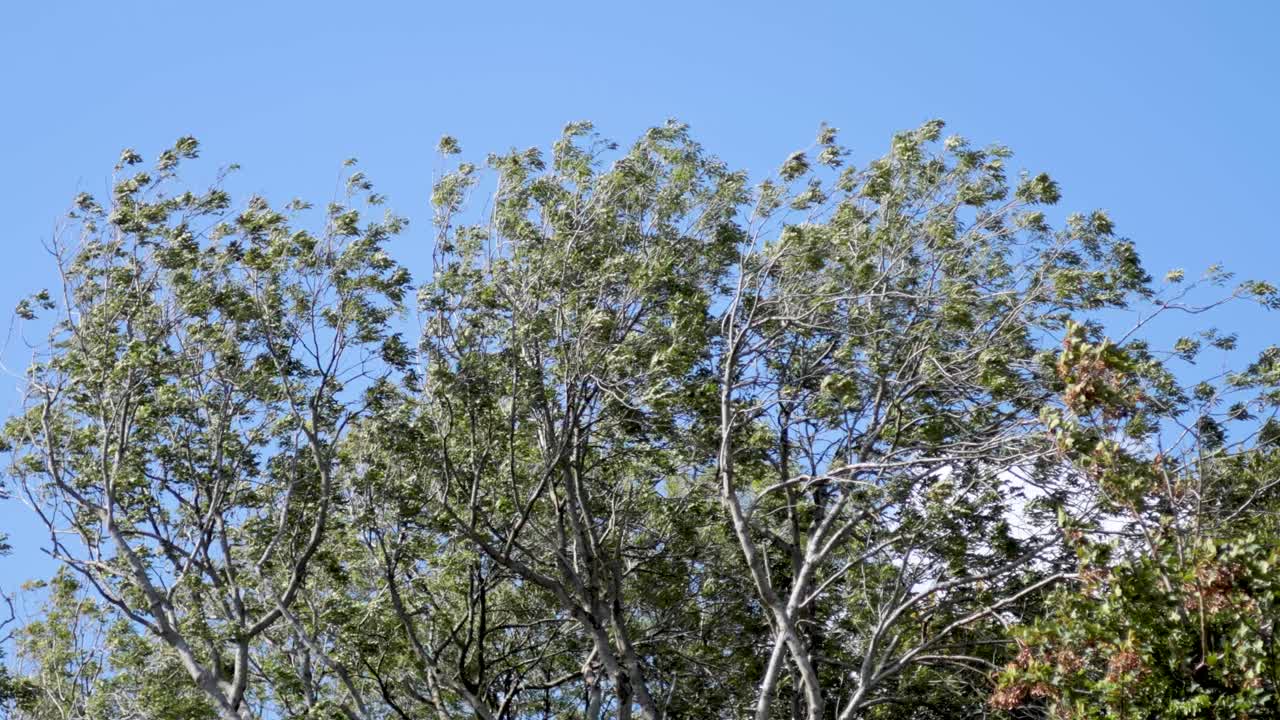 은 파란 하늘 아래 움직이는 나무 가지