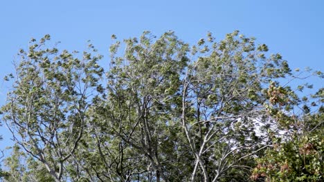 tree branches moving under a clear blue sky