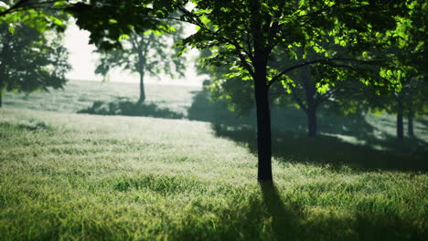 green trees in park and sunlight