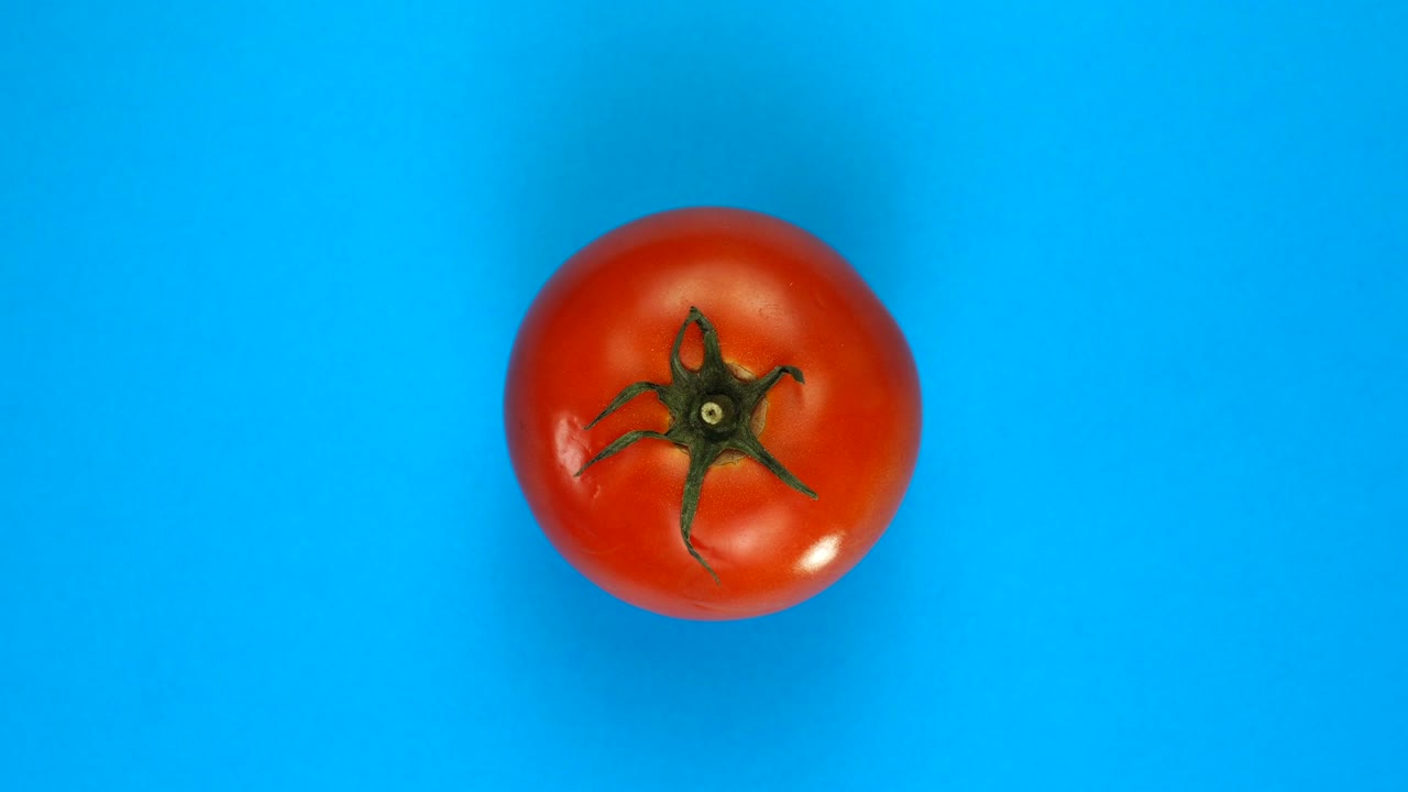 신선한 토마토가 파란색 배경에 회전하고 있습니다.