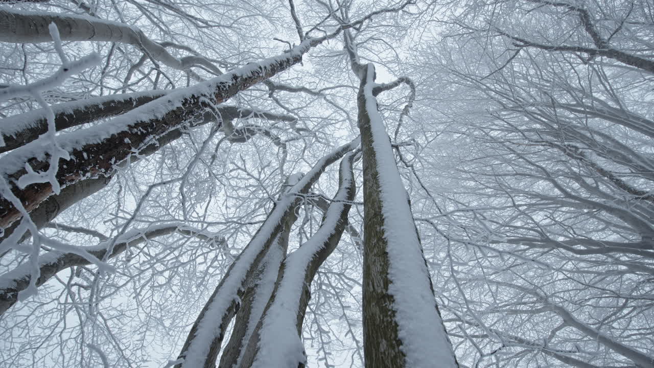 Snow-covered trees in a serene winter forest, looking up at bare branches, peaceful mood