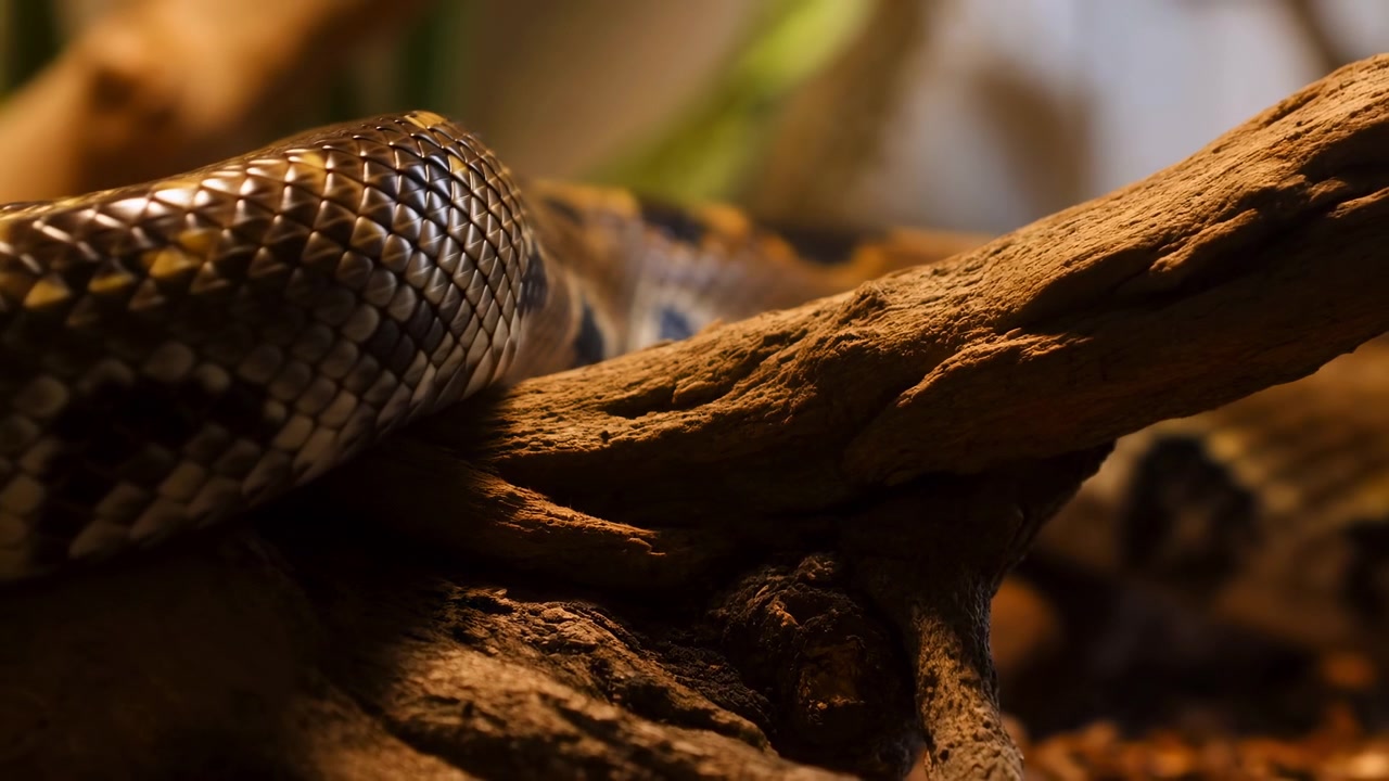 Primo piano orizzontale ravvicinato che mostra la parte centrale di un serpente che riposa e si adatta a un tronco d'albero testurizzato all'interno di un recinto simile a un terrario