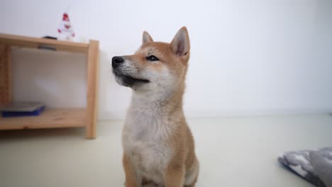 Divertido-Shiba-Inu-Cachorro-Sonriendo