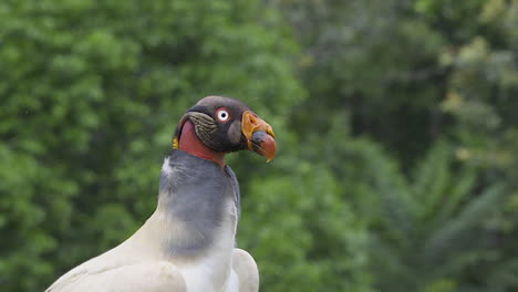 king vulture  portrait, close-up slowmotion