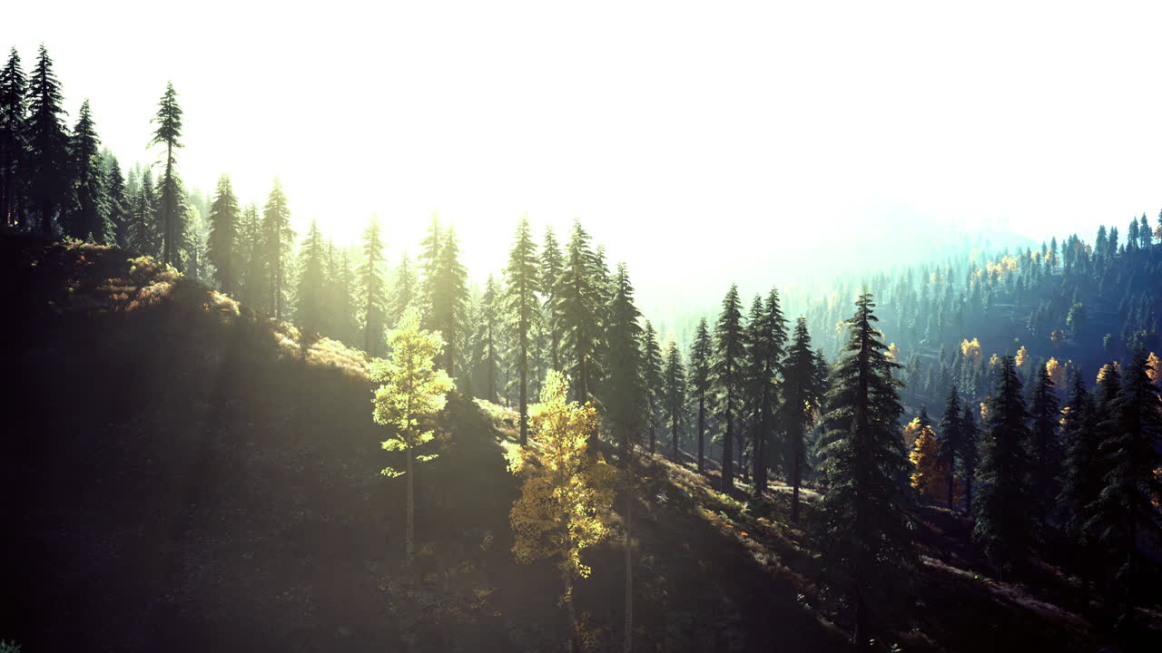 Sunlight filtering through trees in a misty forest during autumn