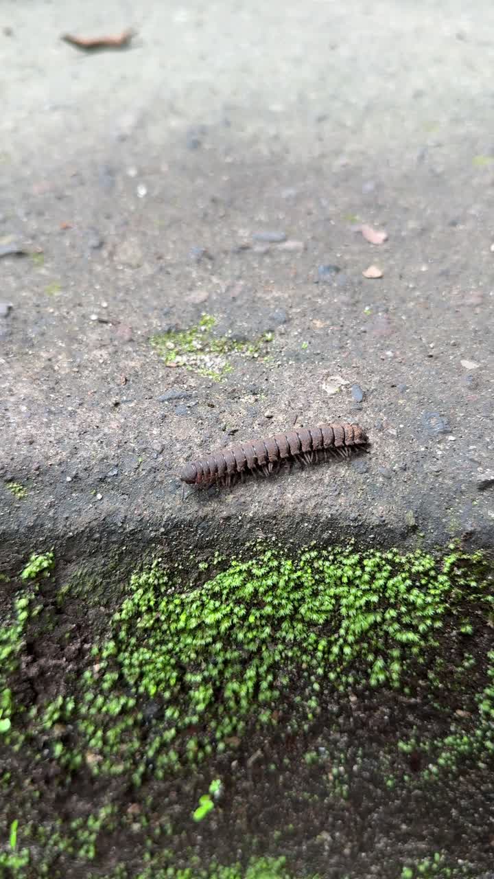 Brown Millipede Crawling Slowly on Concrete Surface with Green Moss
