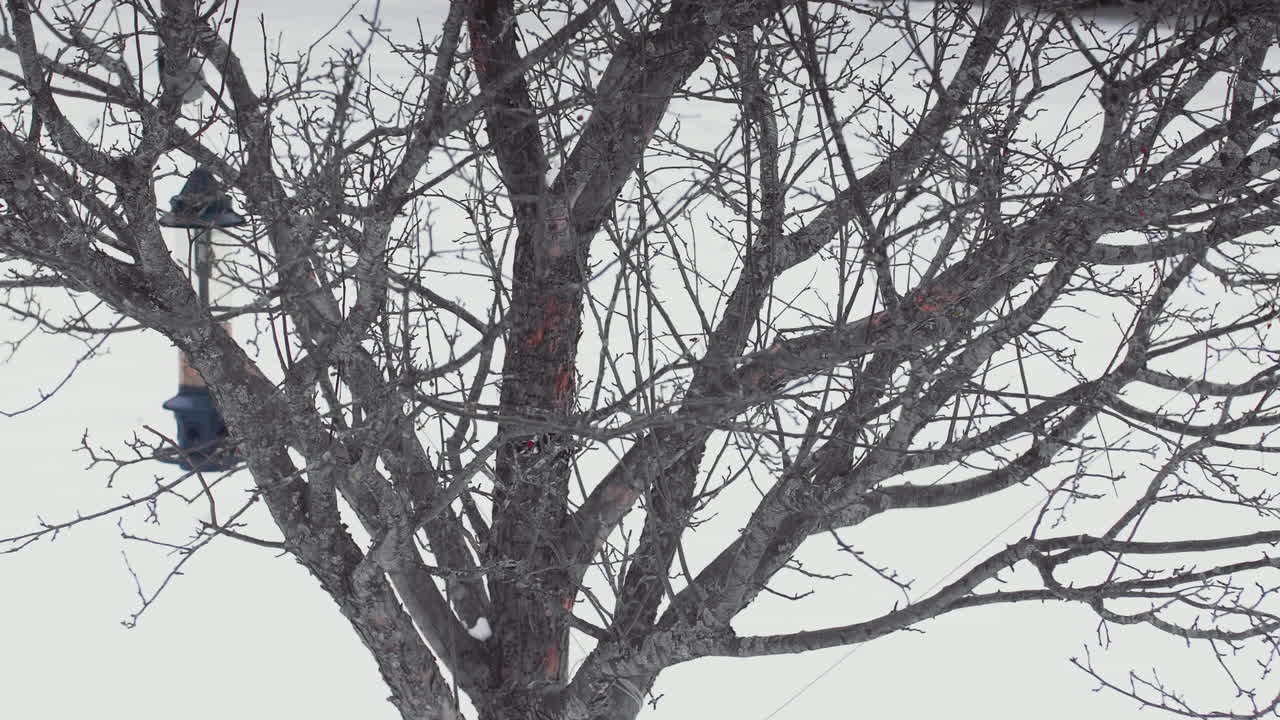 Birds in barren tree