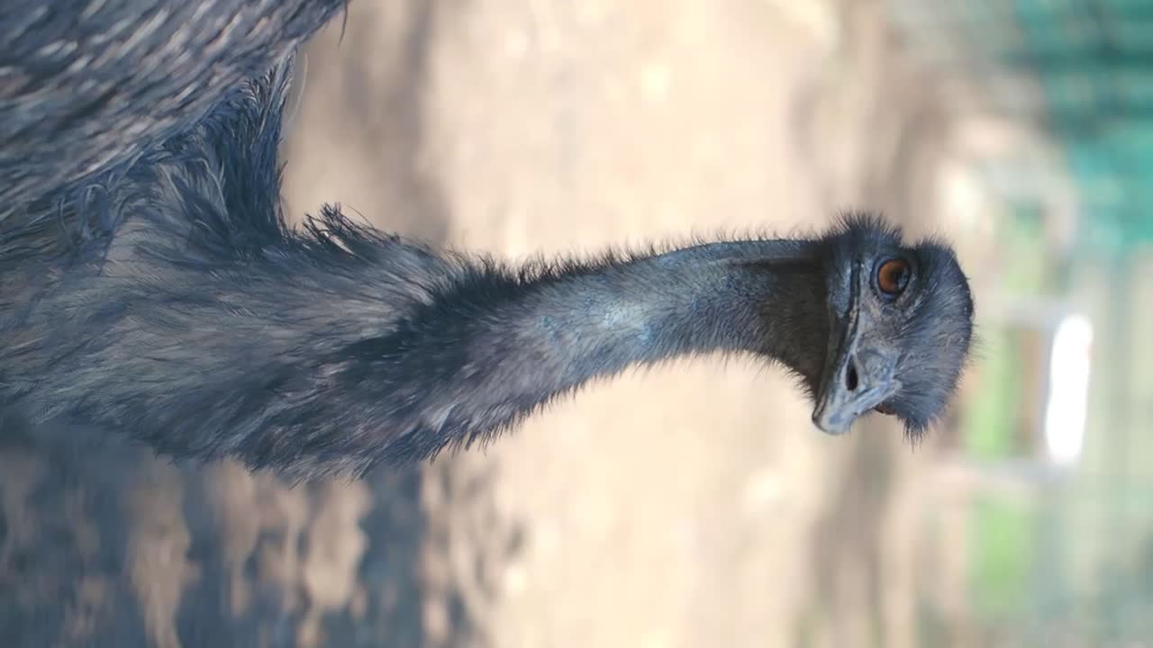 Emu Portrait
