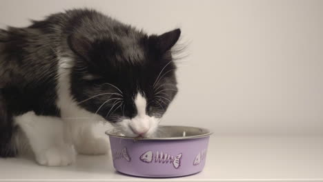 A-Young-Adorable-Kitty-Licking-The-Sides-Of-A-Purple-Stainless-Bowl---Close-Up-Shot