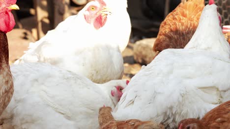 group of white and brown broiler chicken eating in the poultry farm