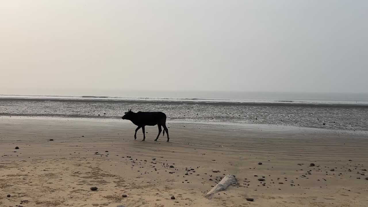 Wide angle shot of silhouette of a black cow walking on the coastline of the vacant beach in Bengal, India