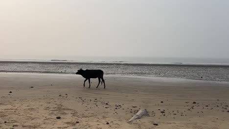 wide angle shot of silhouette of a black cow walking on the coastline of the vacant beach in bengal, india