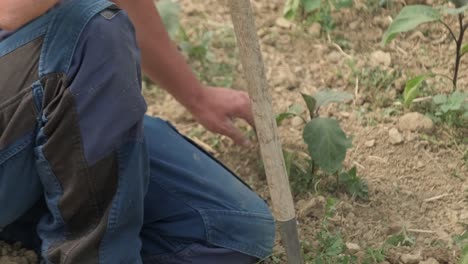 closeup shot of a farmer plowing and weeding vegetable garden