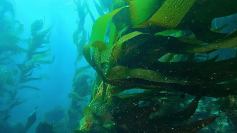 el impresionante y enigmático bosque de algas alberga la biodiversidad del océano