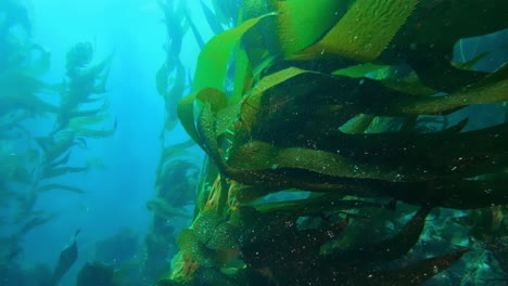 the impressive and enigmatic kelp forest harbors the ocean's biodiversity