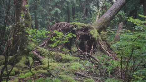bosque aokigahara jukai, misterioso bosque embrujado en el monte fuji
