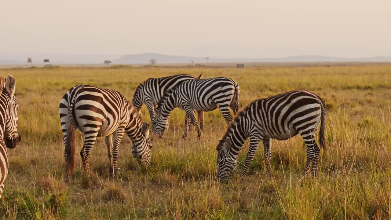 Zebra Herd in Savannah, Africa Animals on African Wildlife Safari in Masai Mara in Kenya at Maasai Mara, Grazing Savanna Grass in Beautiful Golden Hour Sunrise Light, Steadicam Tracking Gimbal Shot