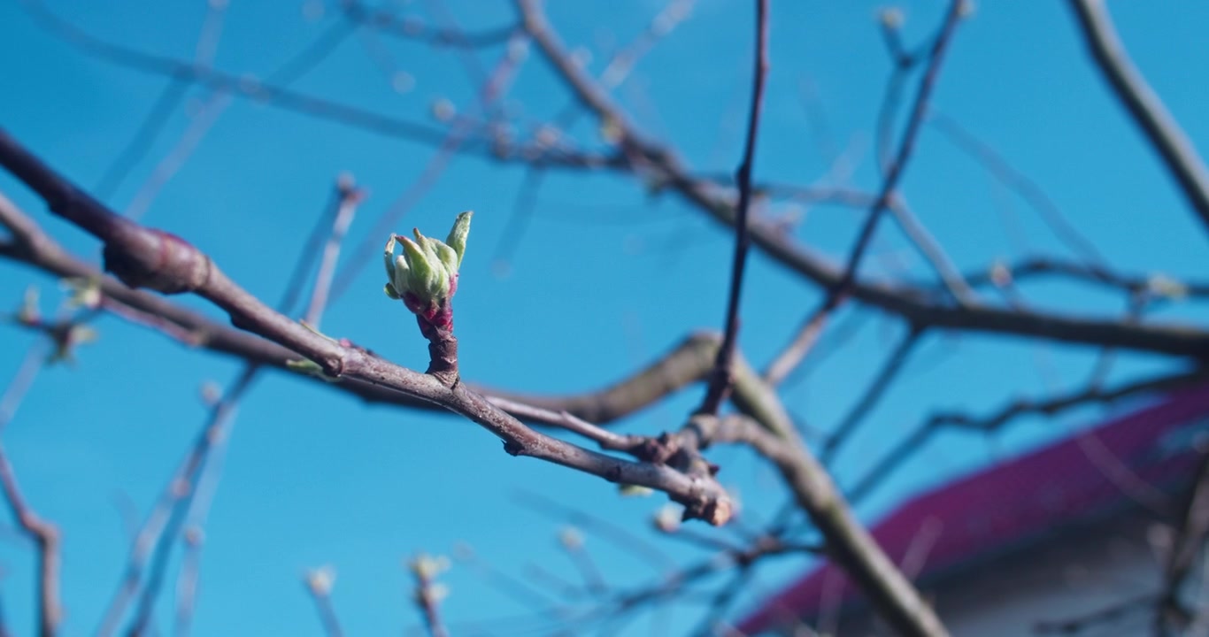 Looking up at a small growing bud of an apple tree in early spring. Camera circles slowly around the branch with the bud. Blue sky and house in the background. Shallow depth of field.