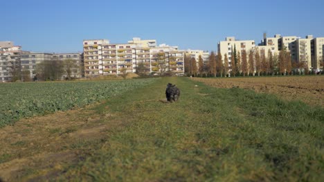 Adorable-puppy-dog-running-fast-towards-camera-on-grass-field-with-buildings-in-the-background-in-super-slow-motion-during-summer-with-puppy-dog-eyes