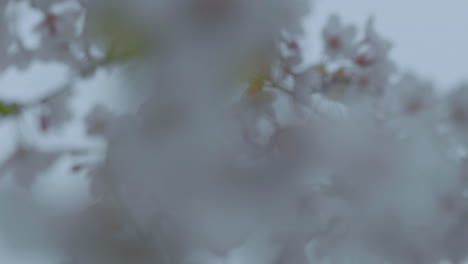 a close-up, blurred image of cherry blossoms, with a dreamy, ethereal quality and a sense of springtime