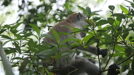 Südlicher-Schweinsmakaken,-Der-Auf-Einem-Ast-Sitzt-Und-In-Zeitlupe-Im-Sumatra-Regenwald-Isst